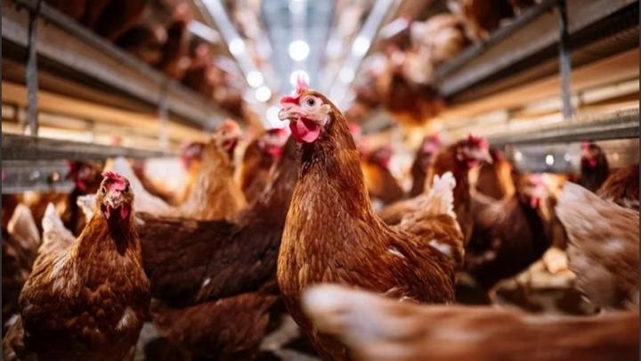 El Gobierno prohibió la venta de aves vivas en todo el país