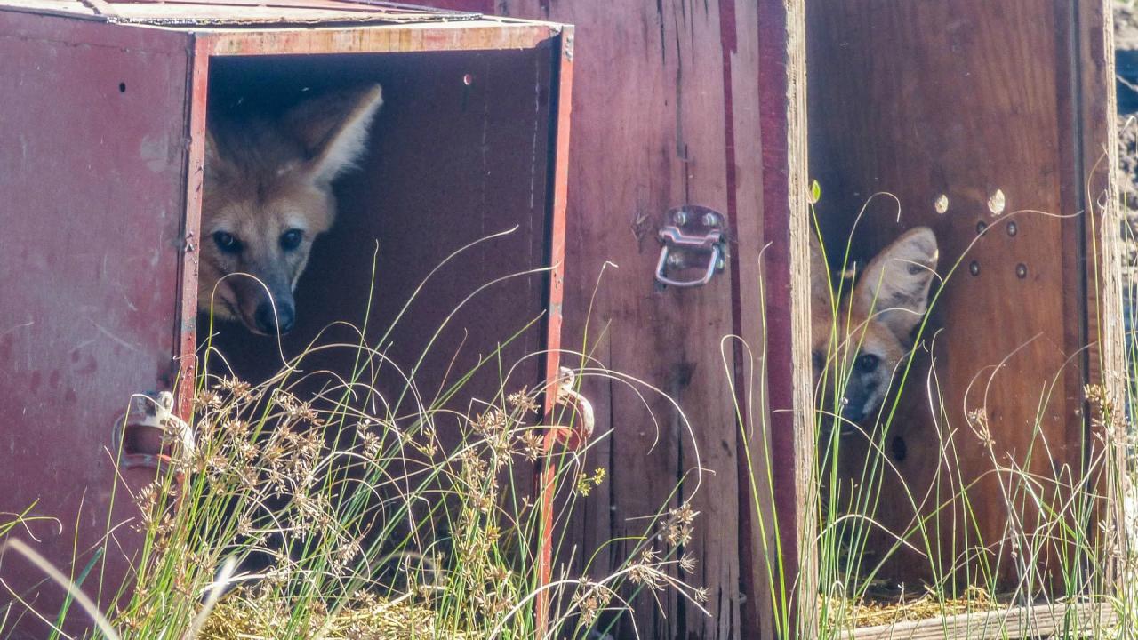 Liberaron especies de fauna silvestre 