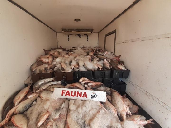 Incautan 4 toneladas de pescado en un pueblo de Santa Fe