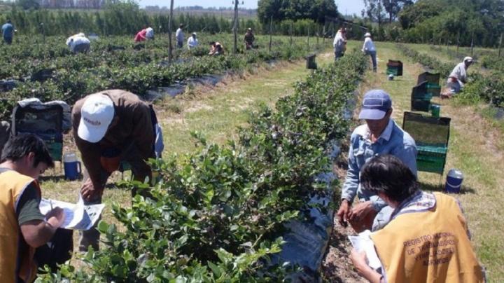 Deberán pagar un bono extra de $ 26.000 a trabajadores rurales