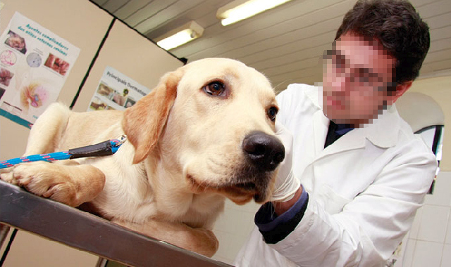 Farmacias de Argentina podrán vender remedios para mascotas