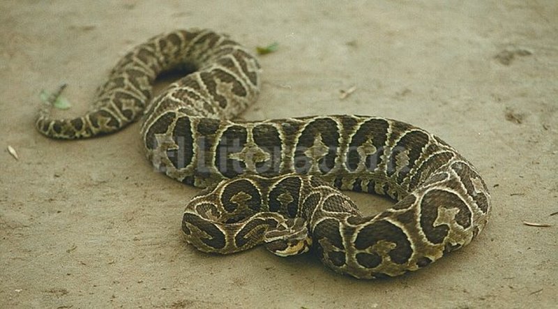 Serpientes heredan la dieta de sus ancestros