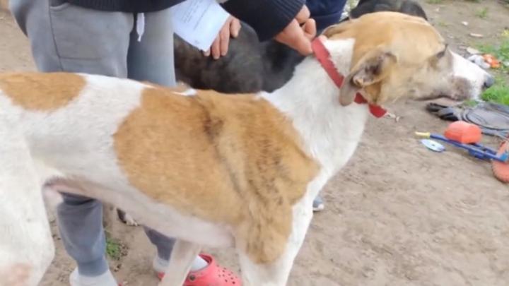 Rescatan 10 perros galgos hacinados y sin agua