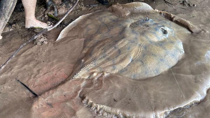 Pescan una raya de 150 kilos en el río Paraná