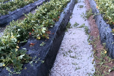 El granizo dañó una tonelada y media de frutillas en Coronda