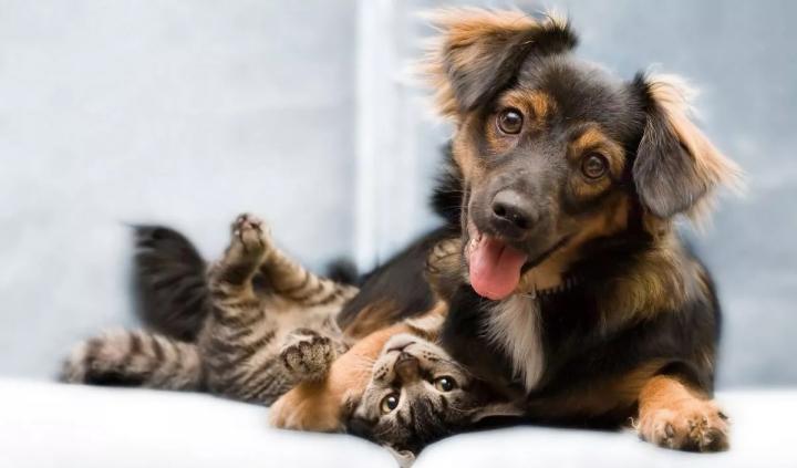 Diabetes, la enfermedad que también ataca a perros y gatos