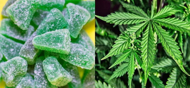 Gomitas comestibles de cannabis con potencial terapéutico