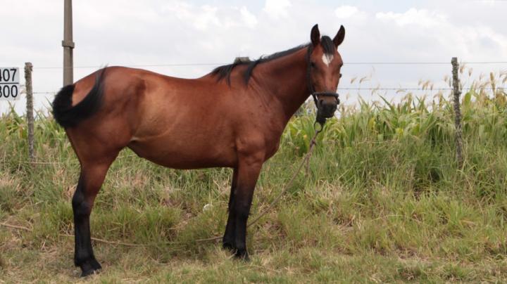 Extraña enfermedad afecta a los equinos en el norte de Santa Fe