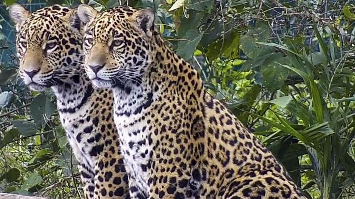 Solo quedan 250 ejemplares de yaguaretés en la Argentina