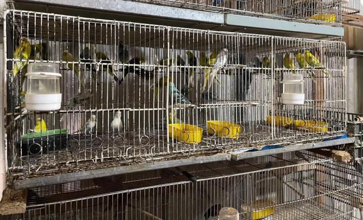 Rescatan animales que iban a ser vendidos de manera ilegal