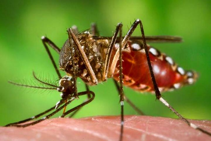 ¿Se puede tener dengue sin tener fiebre?