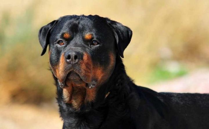 Perros peligrosos: multas de hasta $1,7 millones en Córdoba