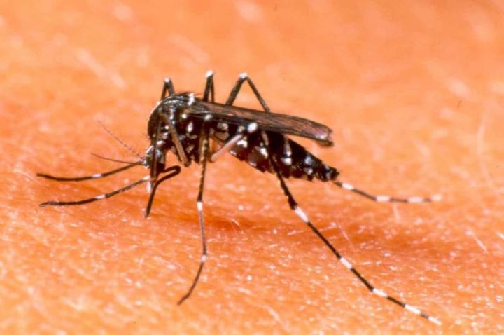 Dengue: cinco nuevas muertes en la provincia de Santa Fe