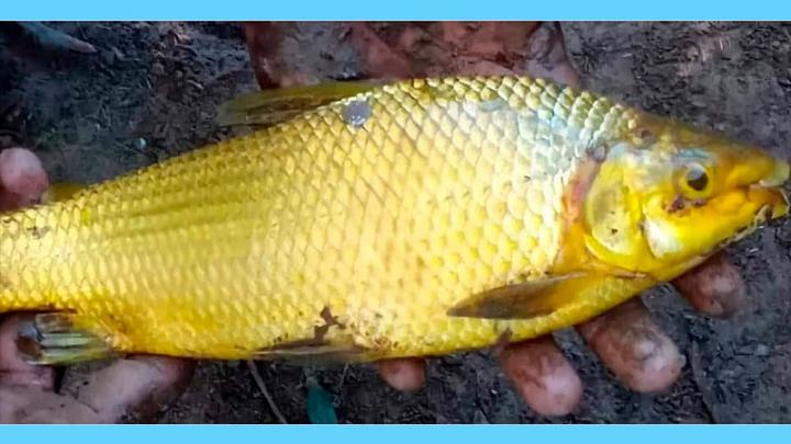 Pescan un sábalo dorado y “brillante como oro”