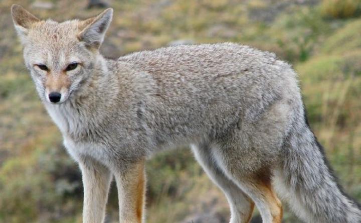 Habilitaron la caza deportiva de zorros, pumas y guanacos