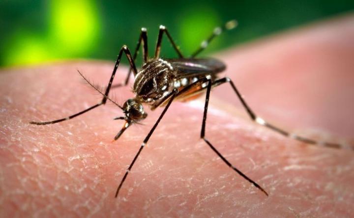 Dengue: Tucumán y Córdoba comenzarán a vacunar