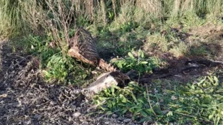 Matan caballos para comer en Mar del Plata