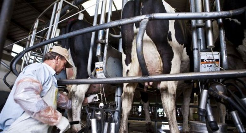 Tamberos regalaron dos mil litros de leche
