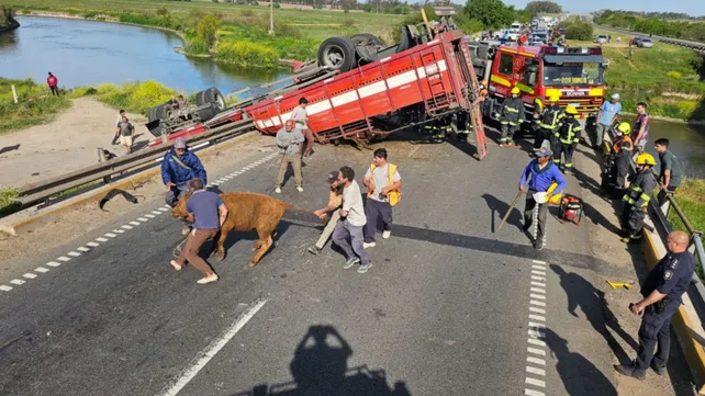 Volcó un camión y vecinos carnearon vacas en plena autopista