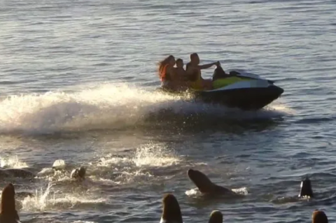 Rosarino multado por asustar a lobos marinos en Mar del Plata