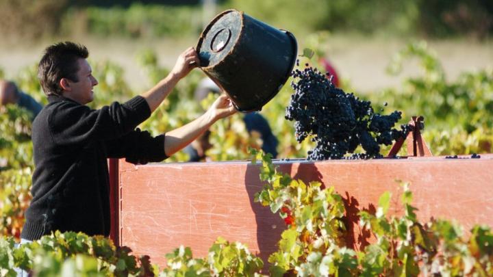 La Argentina es el noveno consumidor mundial de vinos