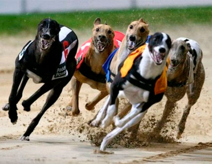 Los galgos no correrán más por dinero