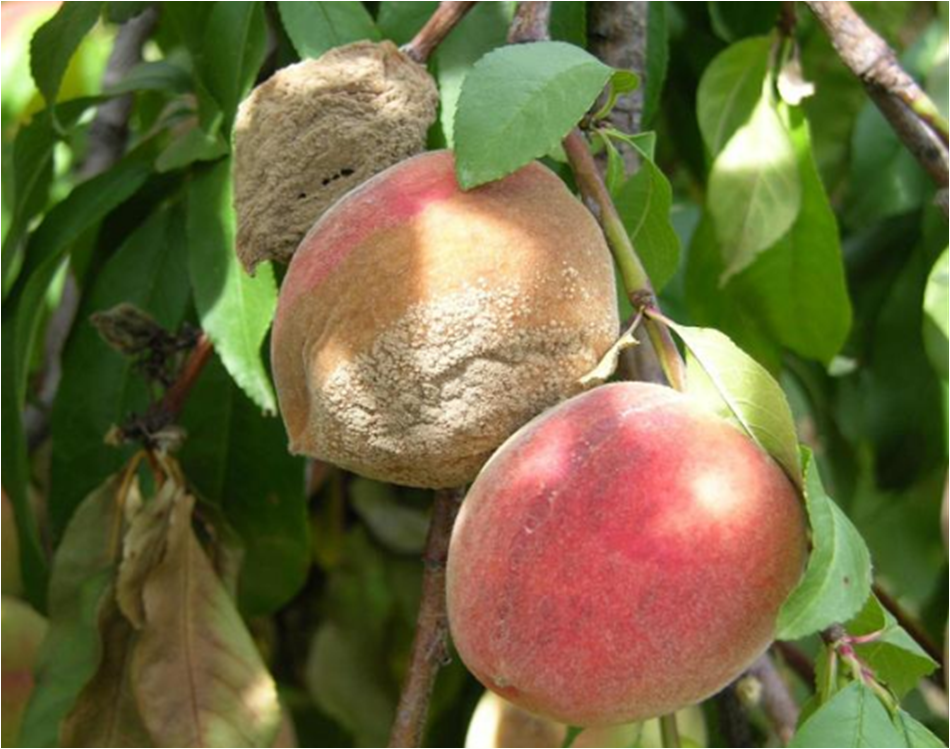 Prueban extractos de flores para combatir hongos del durazno
