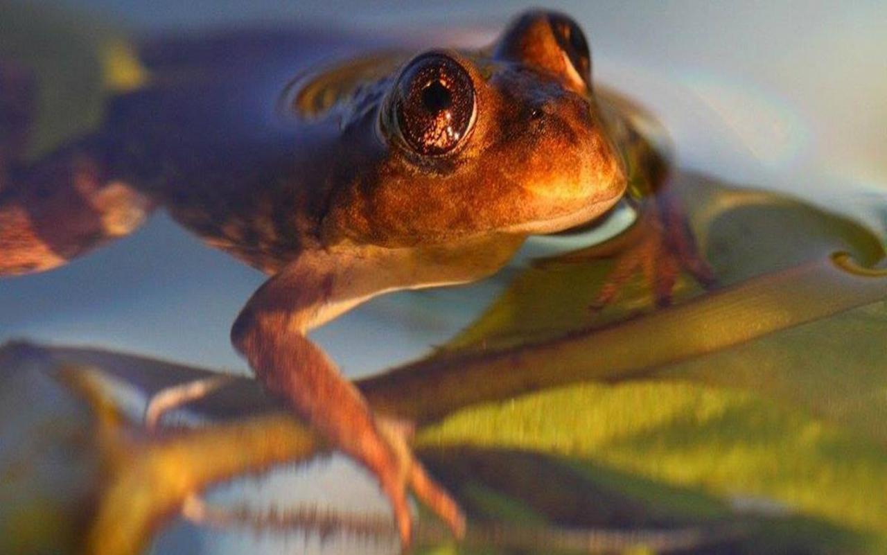 Investigadores logran reproducir una rana en peligro de extinción