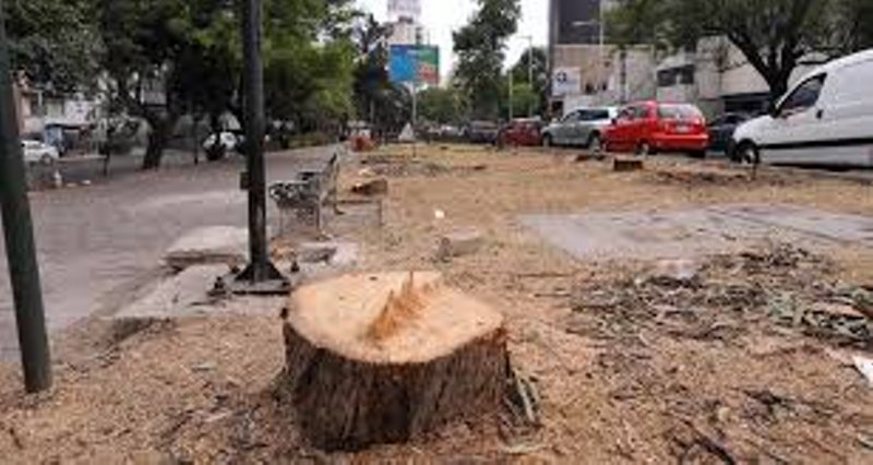 Rosario: sacó un árbol sin permiso y ahora deberá plantar 800 