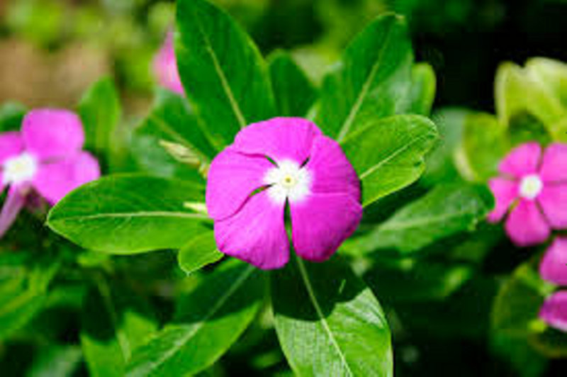 Vinca: estudian cómo aumentar sus propiedades anticancerígenas