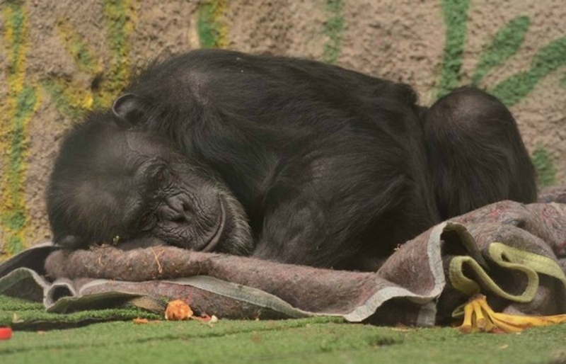 Chimpancé con custodia policial las 24 horas