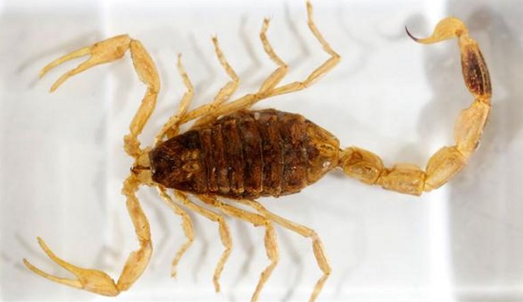 Recomendaciones para prevenir picaduras de alacranes