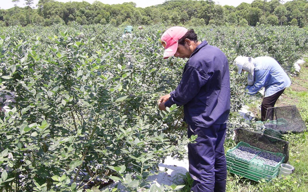Detectaron trabajo infantil en un campo de Santa Fe