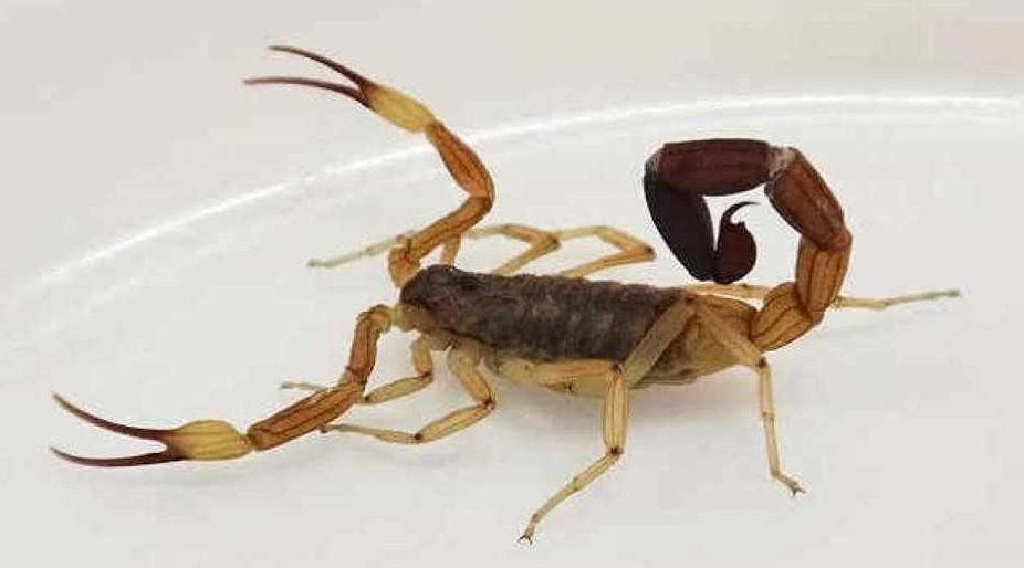 Está grave un bebé de 9 meses picado por un alacrán