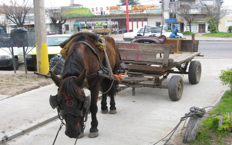 Prohibieron la tracción a sangre en Paraná