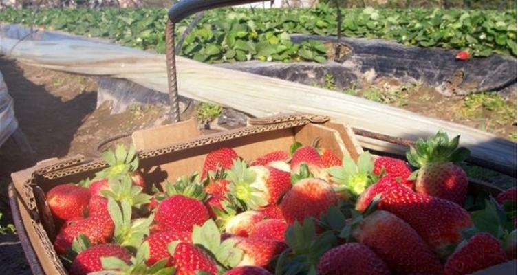 Empresa corondina despide a 60 trabajadores