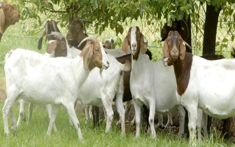 Estudian la prevalencia de parásitos en caprinos 