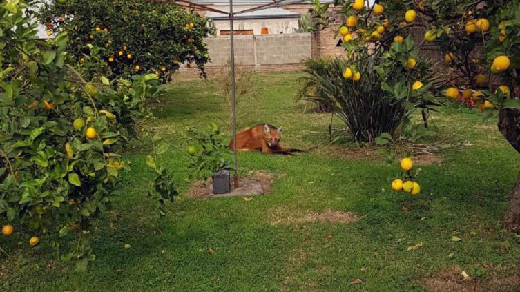 Rescatan un aguará guazú en Tacural