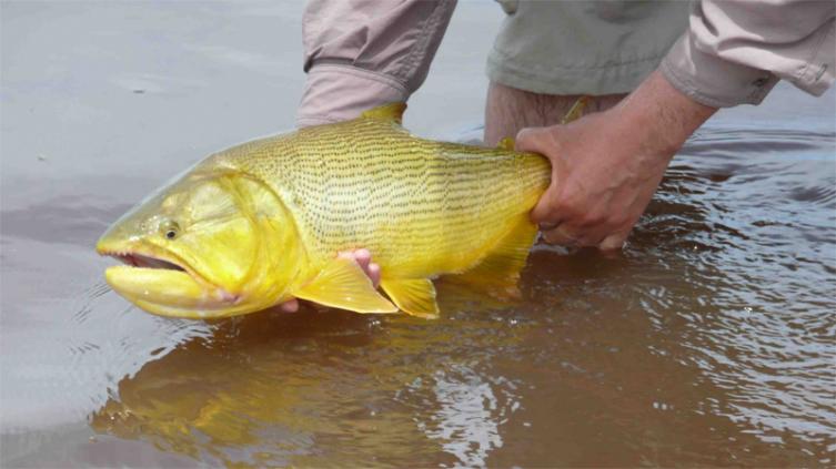  Identifican una nueva variedad de dorado