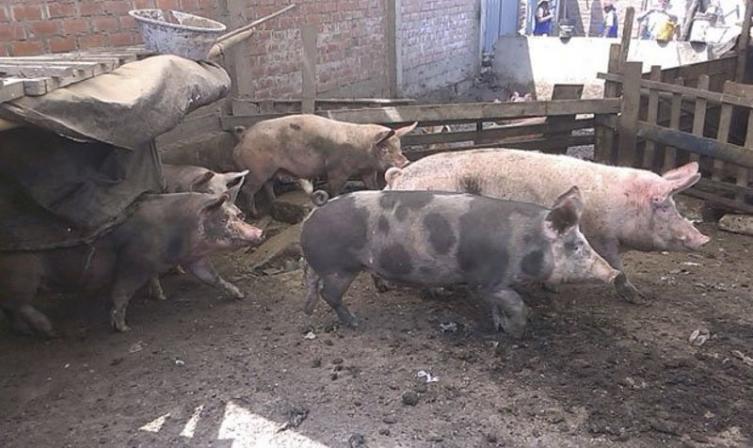 Sometían a trabajo esclavo en una finca de Reconquista