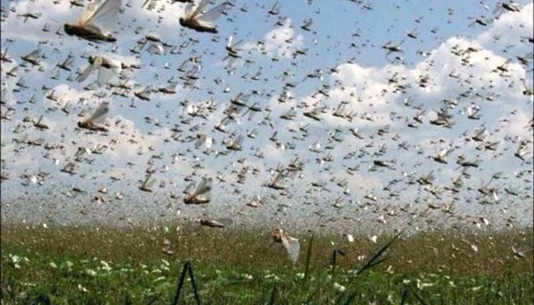 Langostas: “La vigilancia debe ser constante” 