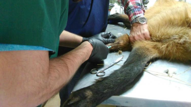 Rescatan un aguará guazú