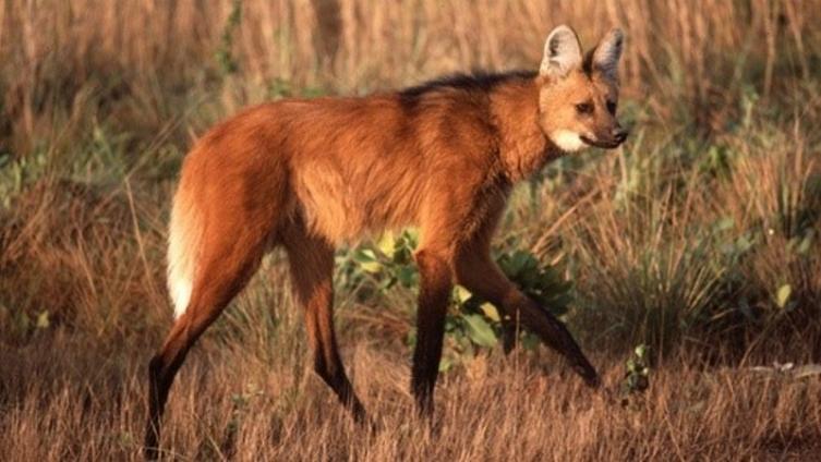 Rescatan y liberan dos Aguará Guazú