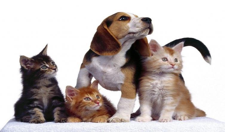 Las mascotas también tienen su sitio web en Santa Fe
