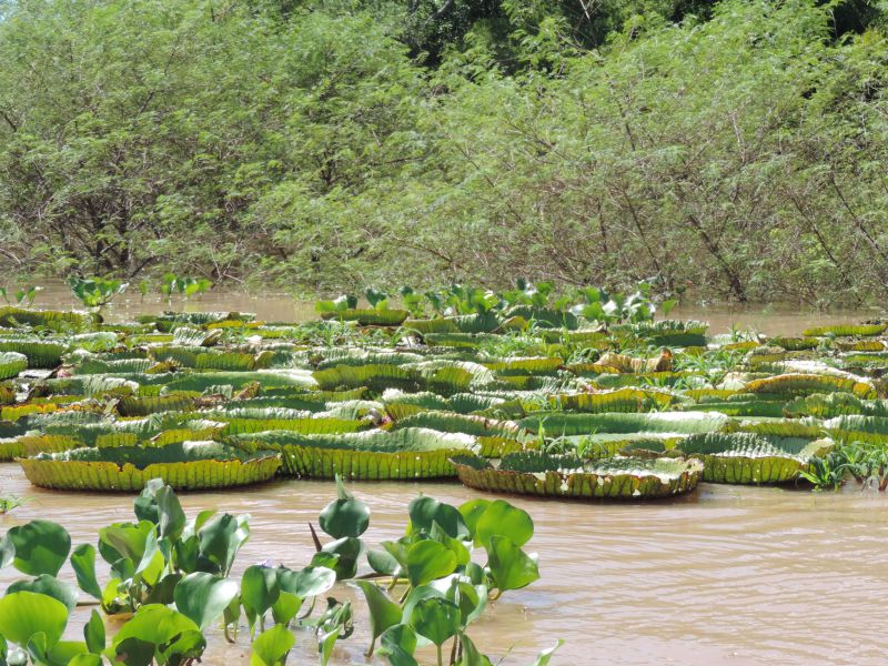 Lifschitz celebró la declaración de sitio protegido de las islas de Santa Fe y Entre Ríos