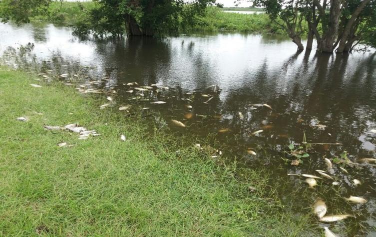 Mortandad de peces: no había glifosato