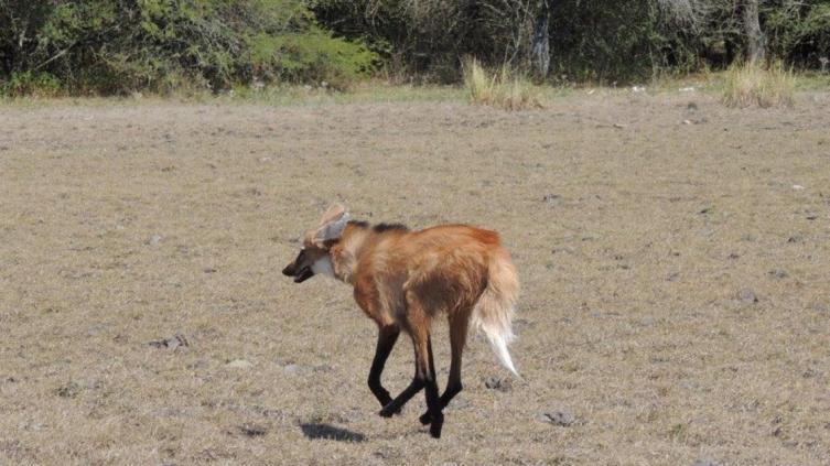 Liberaron un ejemplar de Aguará Guazú    		   	 	    	 	
