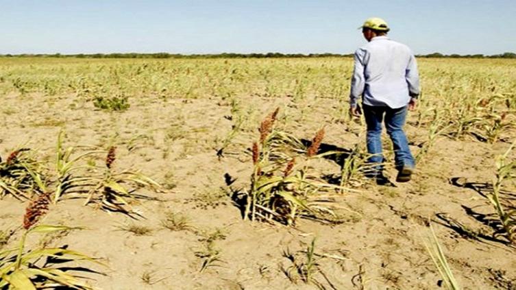 Emergencia agropecuaria en el 70 % de Santa Fe