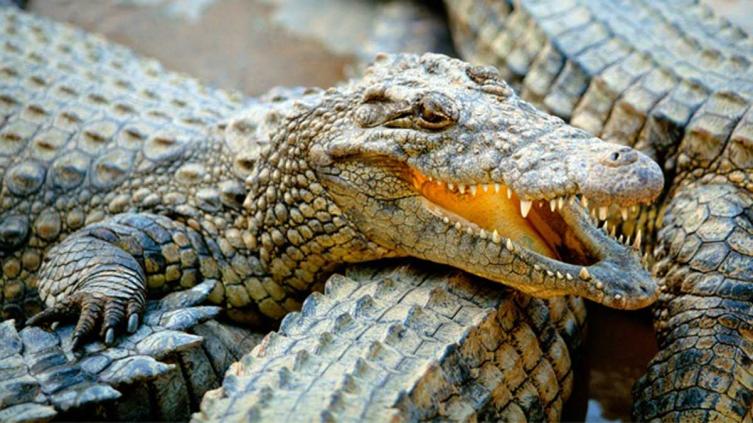 Cumbre mundial de especialistas en cocodrilos 