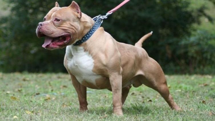 Salta a casa de jubilada para robar y lo recibió un pitbull
